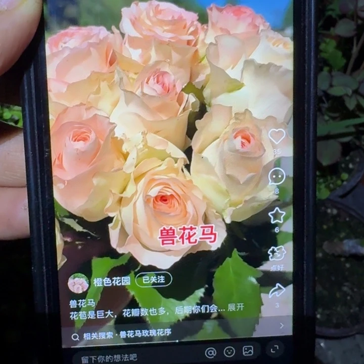 无花朵兽花马月季