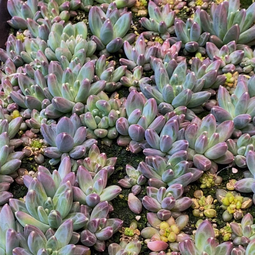 ?***?886的人生态度是一种