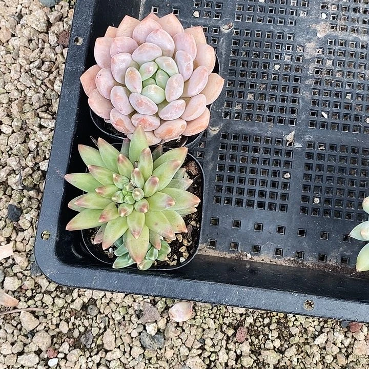 半夏乌拉2456789990@k