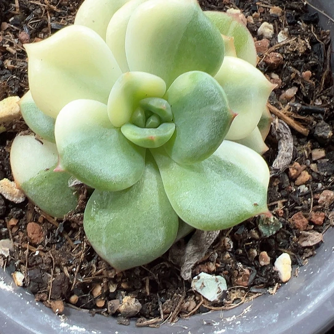 三文鱼锦 小方花圃一单包邮非偏远