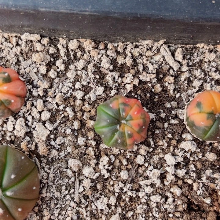 再****人实生海星兜散斑锦