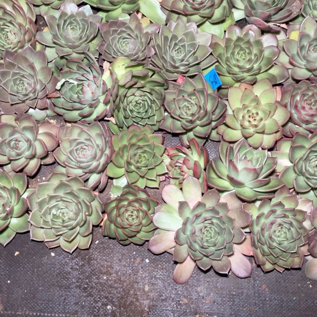 秋***醉一筐特价福利不售后2689大大