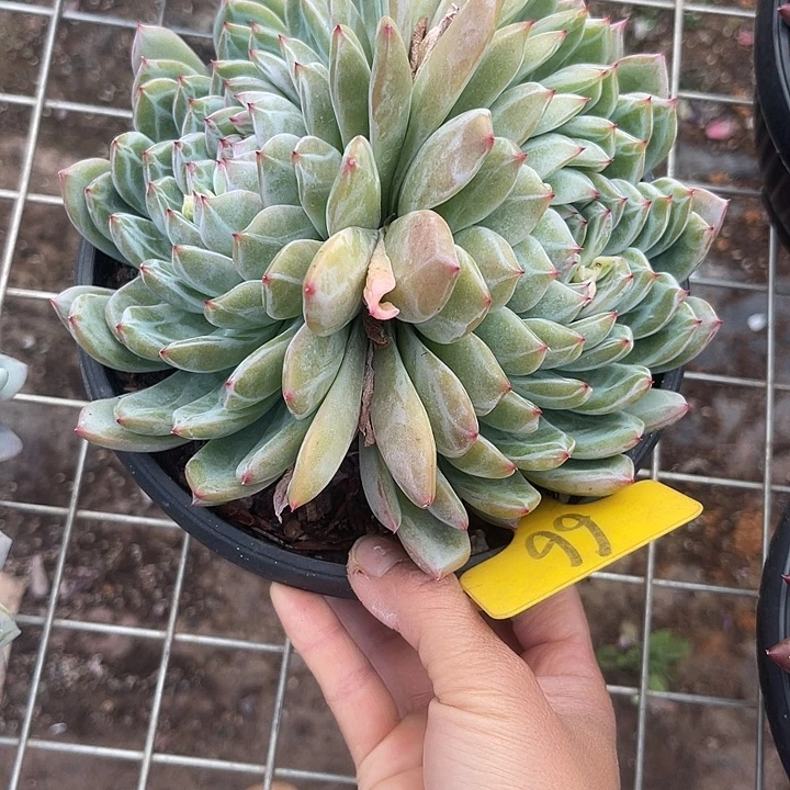 三***)两单包邮，一物一拍66