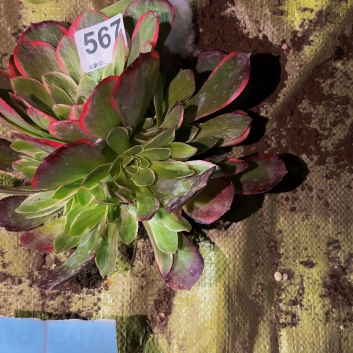 量拍桃花坞量拍一颗20公分捧花