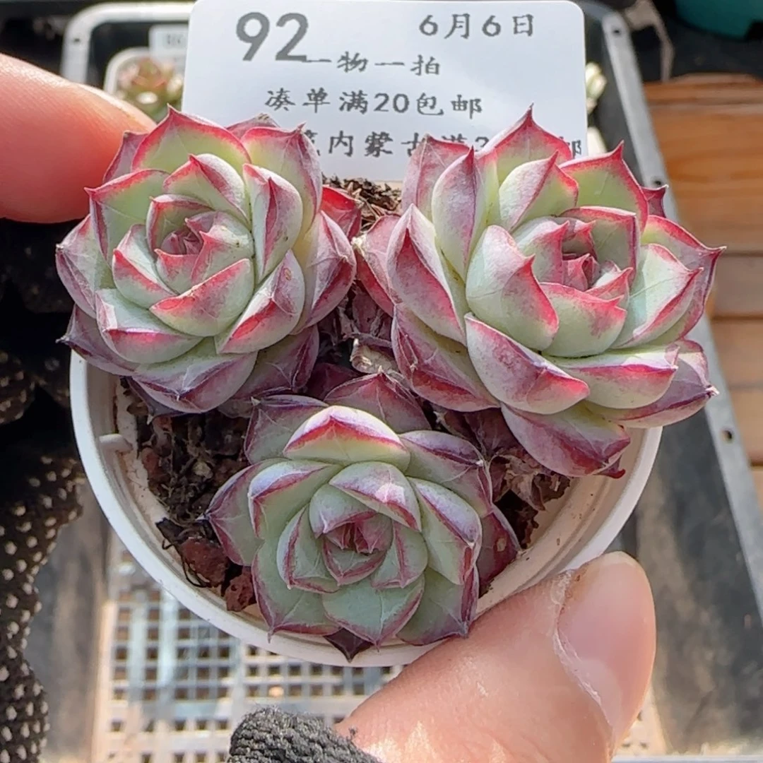 0606-92女王玫瑰3头