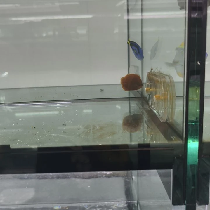 海水鱼麒麟神仙    鱼友专拍