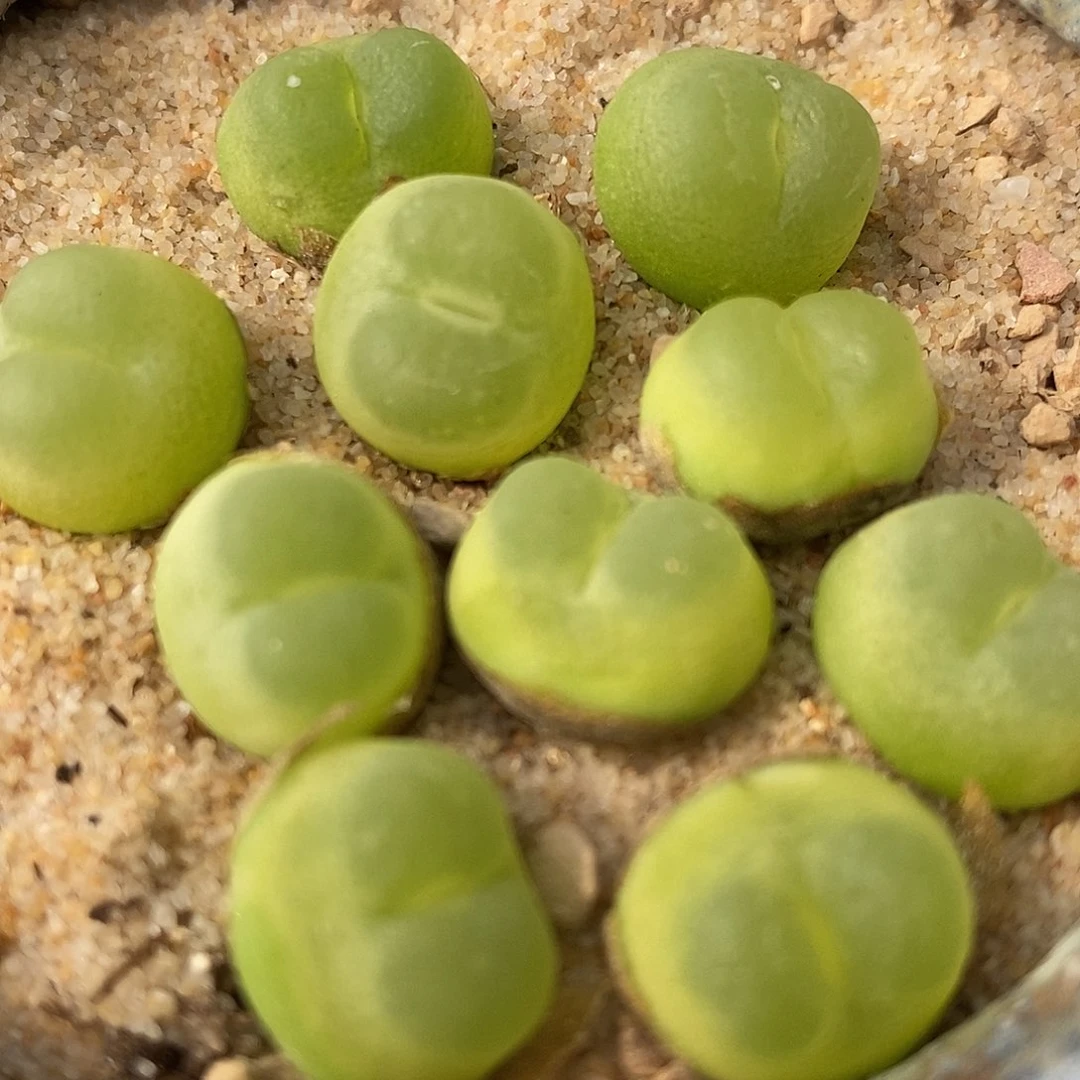 2725大年份拉登一颗