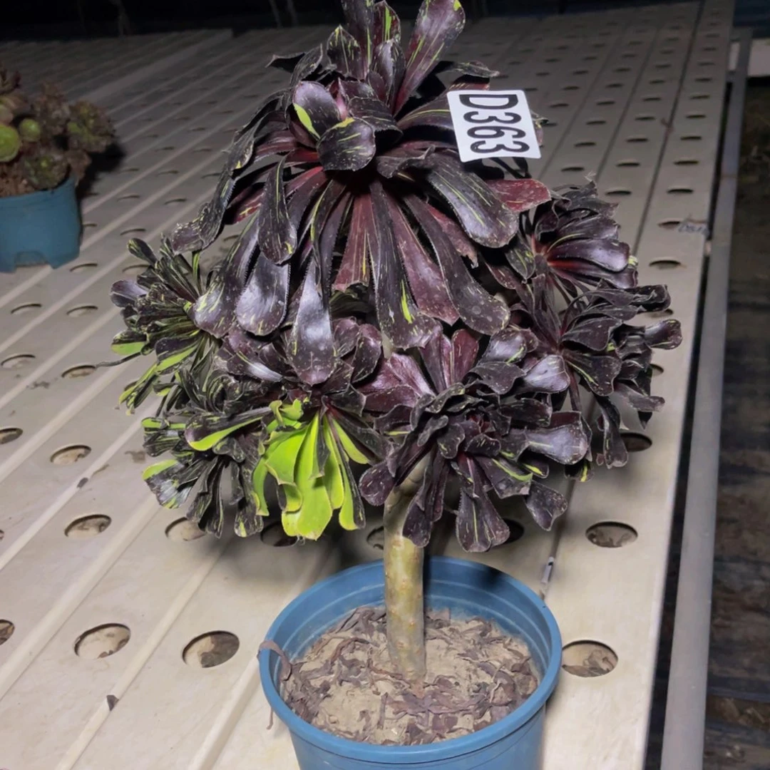 水墨丹青7/////38包邮