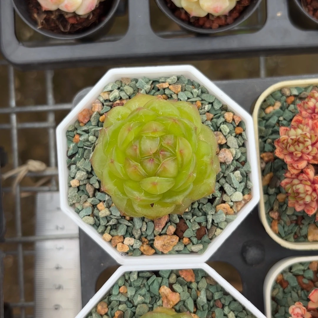 珍妮杂老桩一物一拍