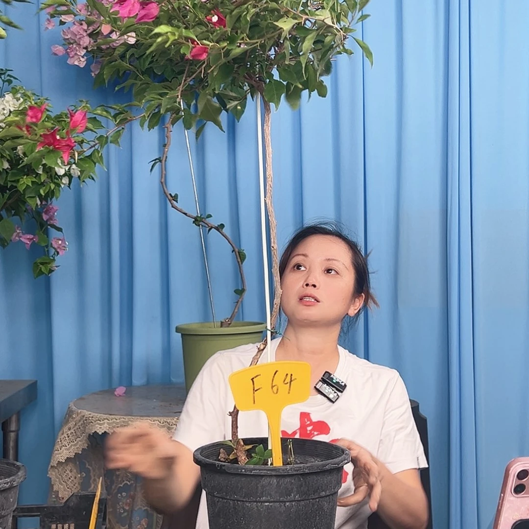 许***6大部分开放少量花苞F64紫红桑巴