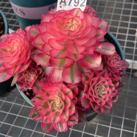 792倾城朵朵18厘米左右