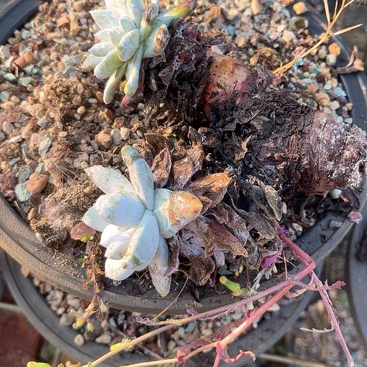 又**了仙女杯多肉植物盆栽