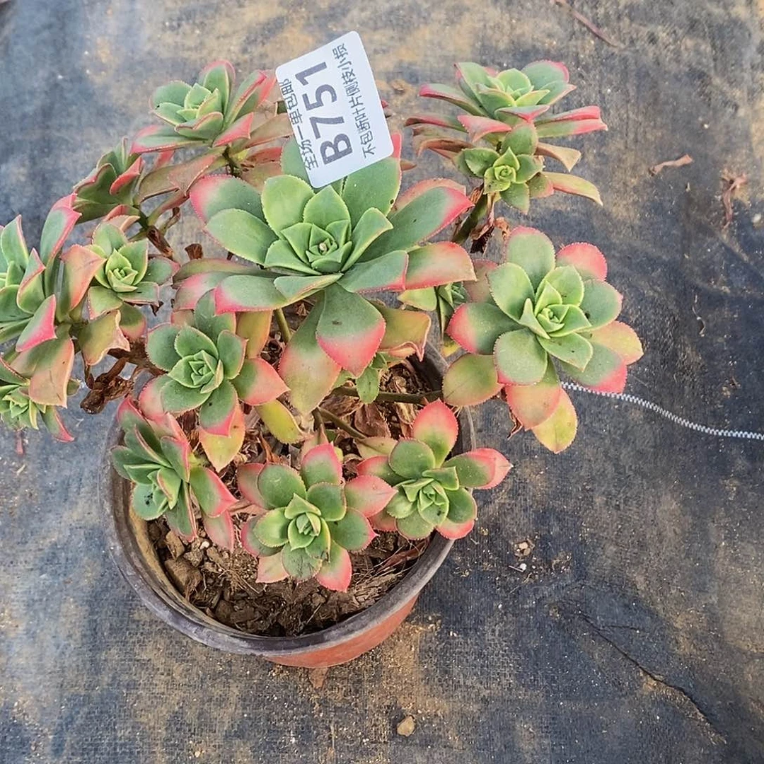 751艳日辉多肉叶片摩擦氧化