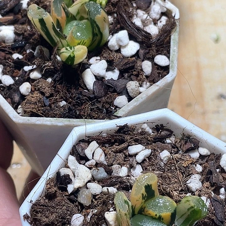 580两个白秒锦一物一拍