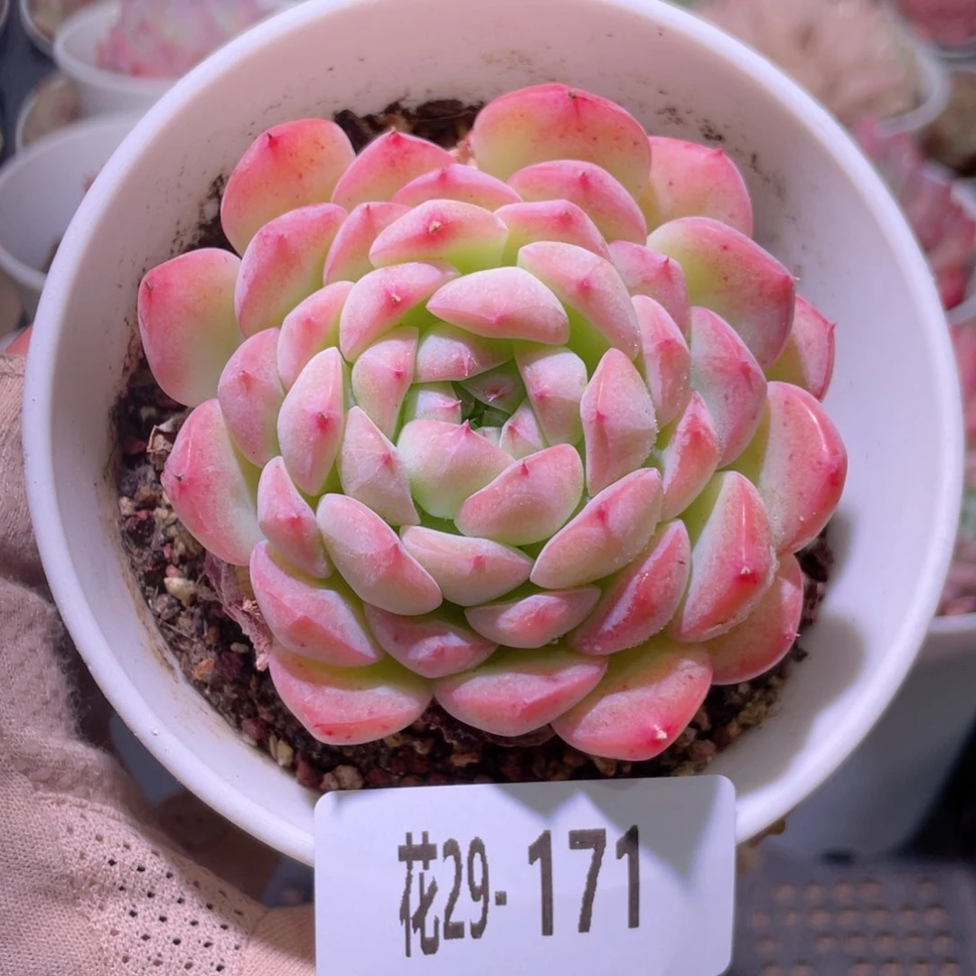 花利美29-171白桃汽水