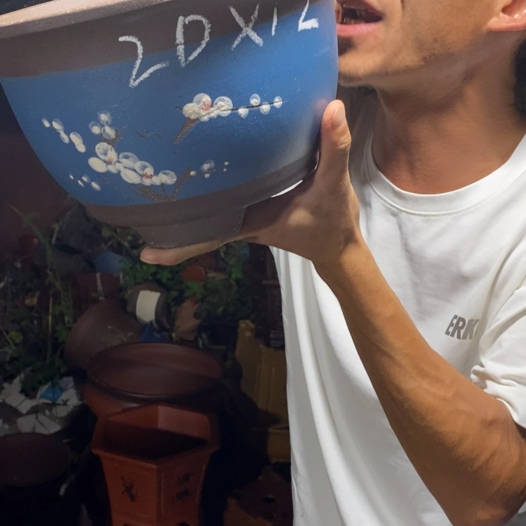 紫砂紫砂紫砂紫砂