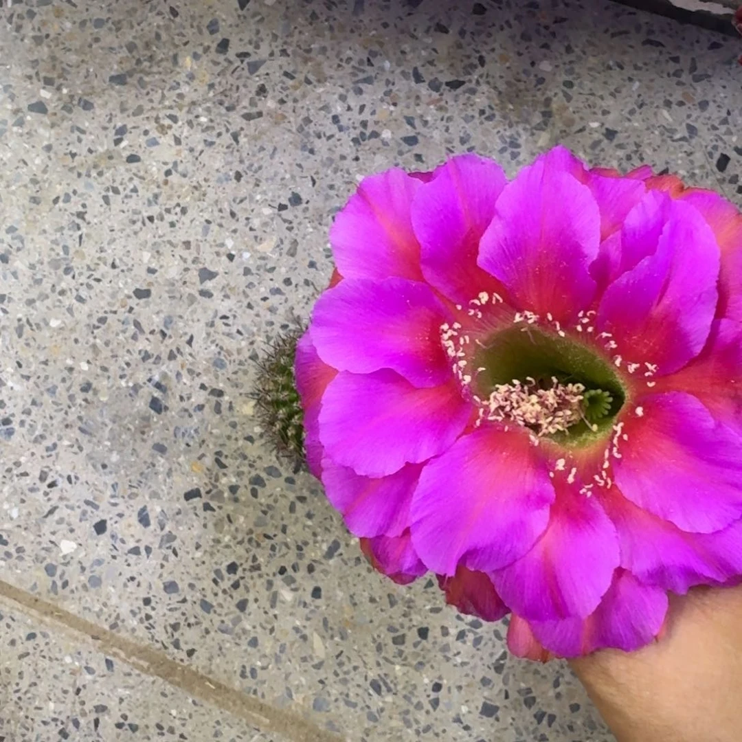 34彩草116歪4公分左右无根侧牙，20包邮