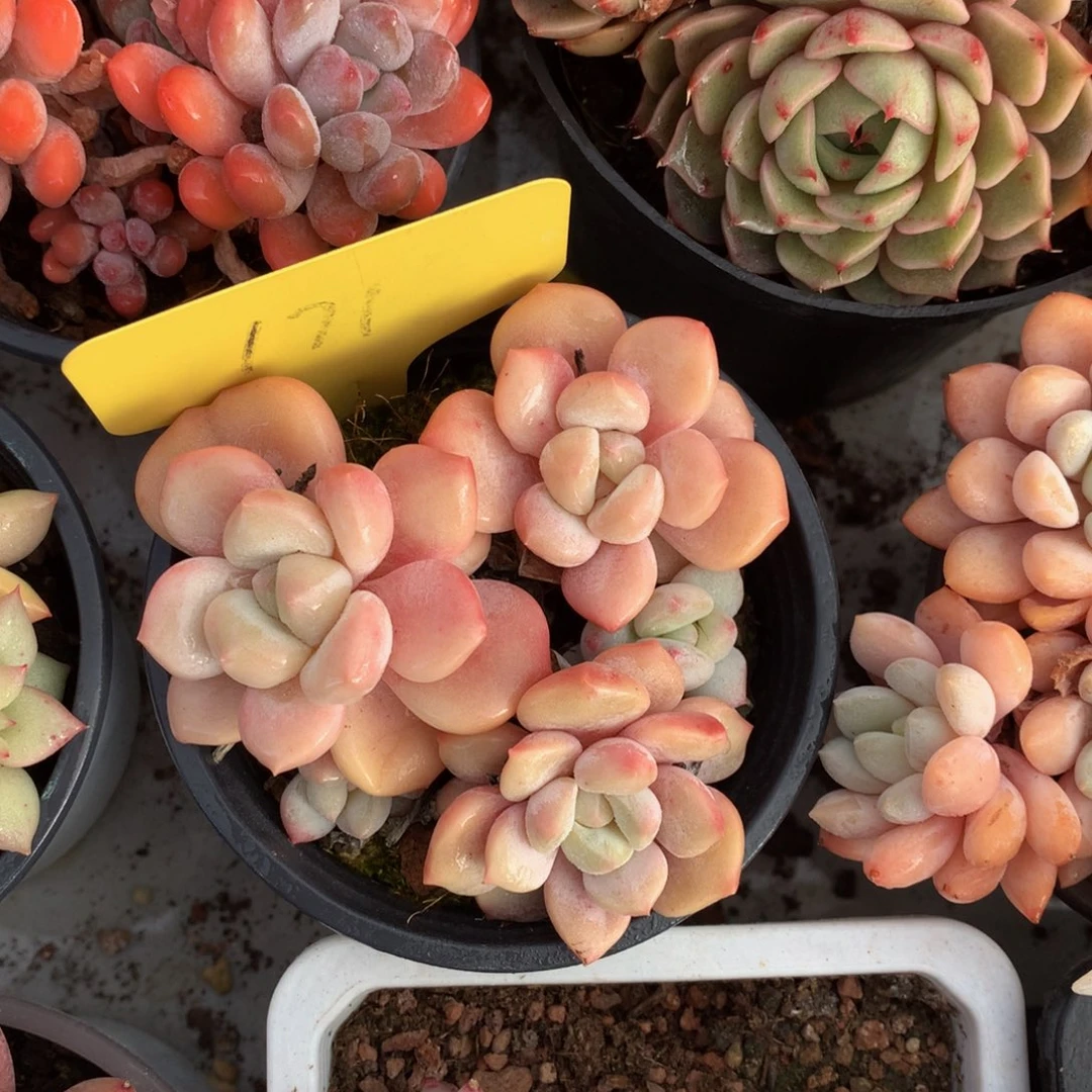 胖体奶糖62626262627