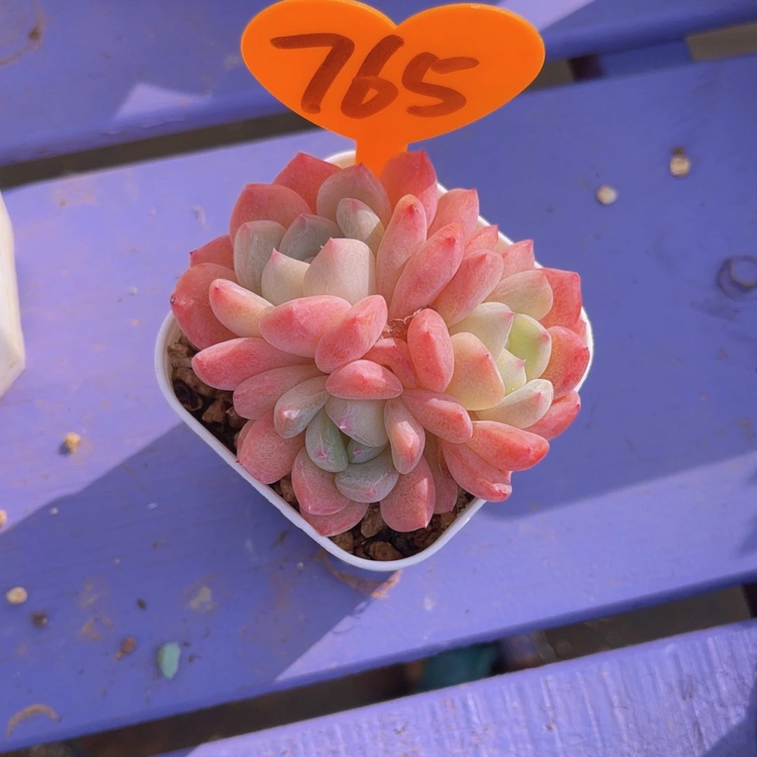❤️****765号多肉植物一物一拍