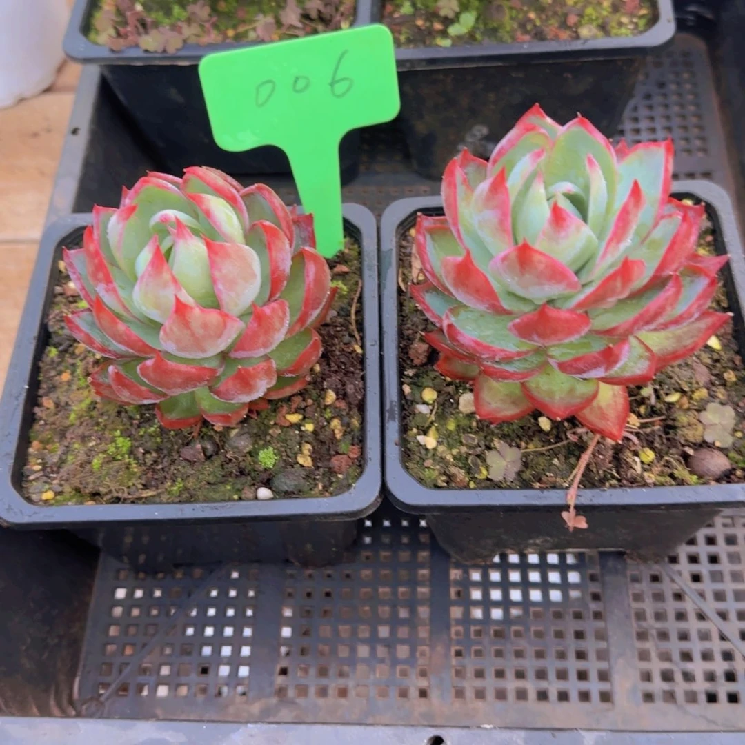 组合套餐编号6号