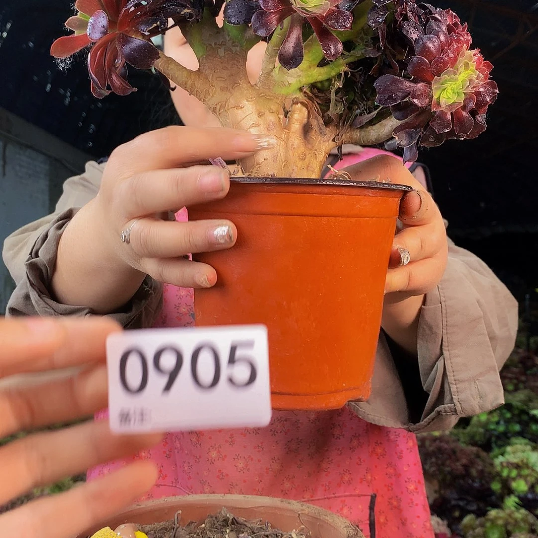 无花朵柒哥多肉法师不包侧断枝905