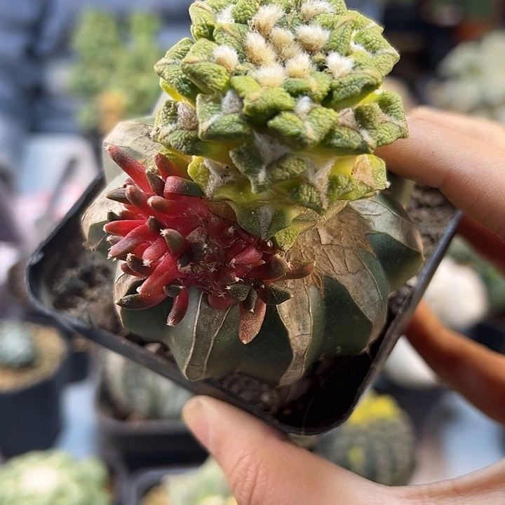 65号黑牡丹黄体带红锦6.2公分