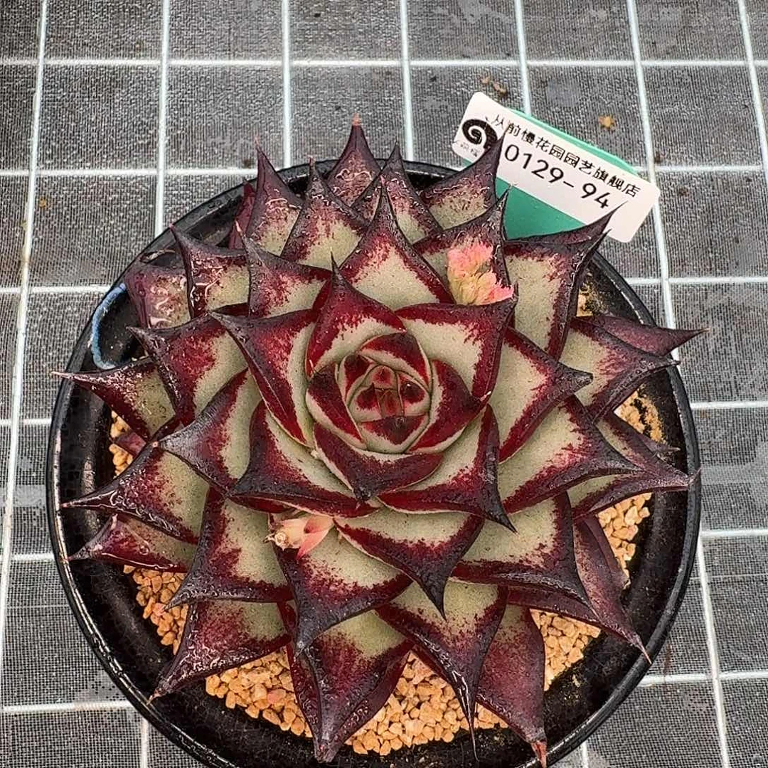 从前慢花园多肉0129-94