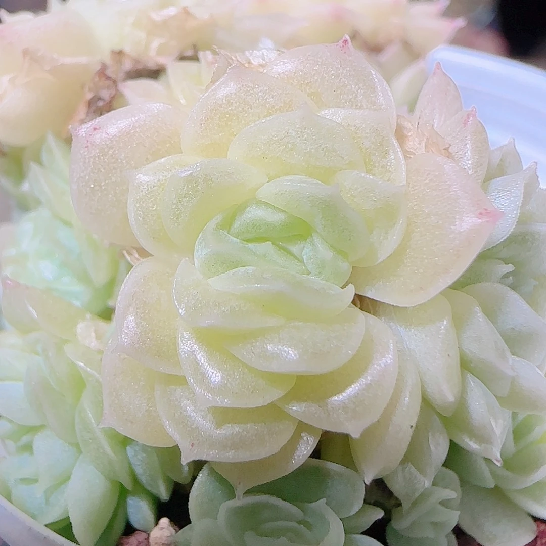 花语逸镜1123-80散