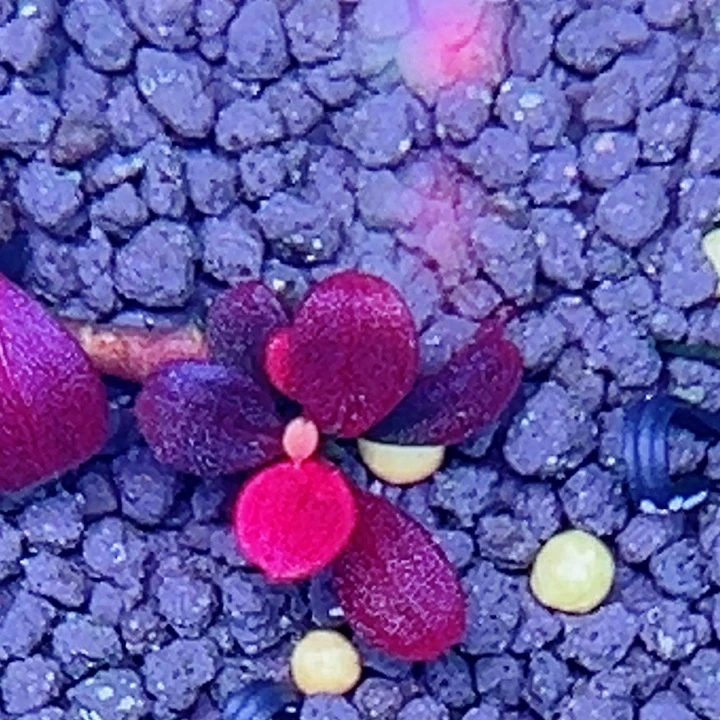 福利73福利一头植物（红海）