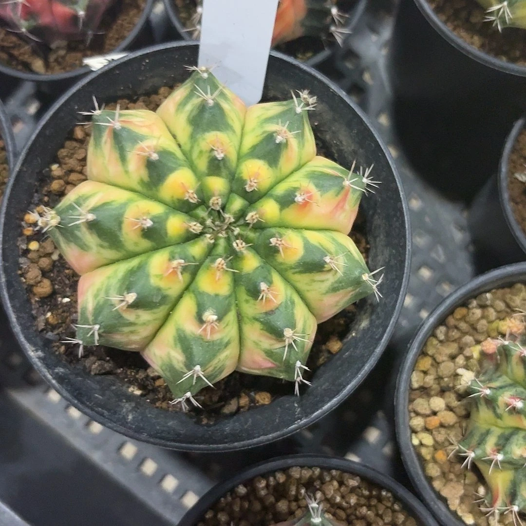 L237-1122广东发货 丝带