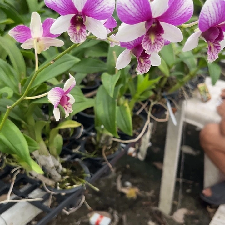 当前无花朵，栽培后可花朵 兔丽丽181