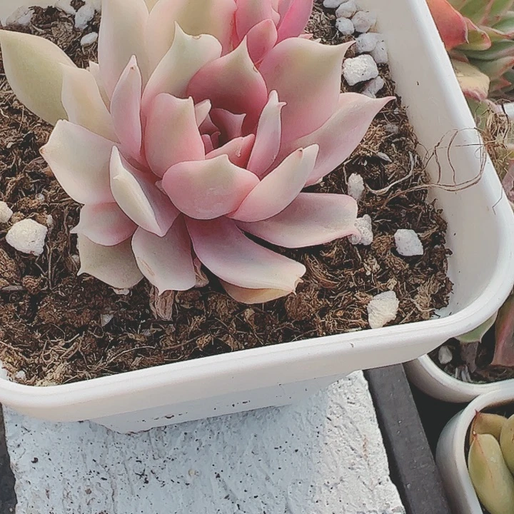 胡*多肉植物多肉植物