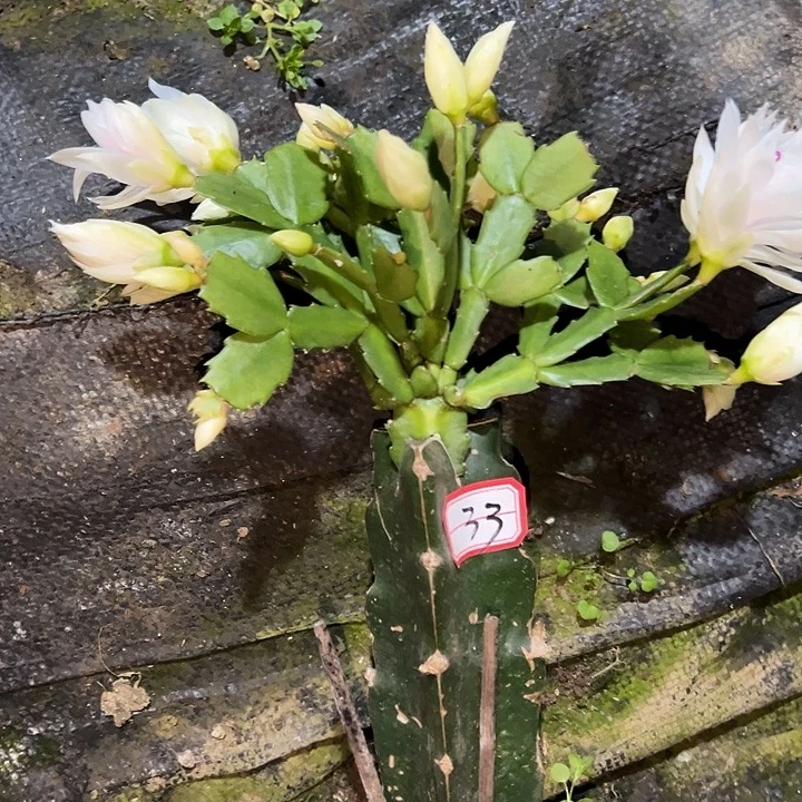 阿***^，33号带盆005嫁接苗