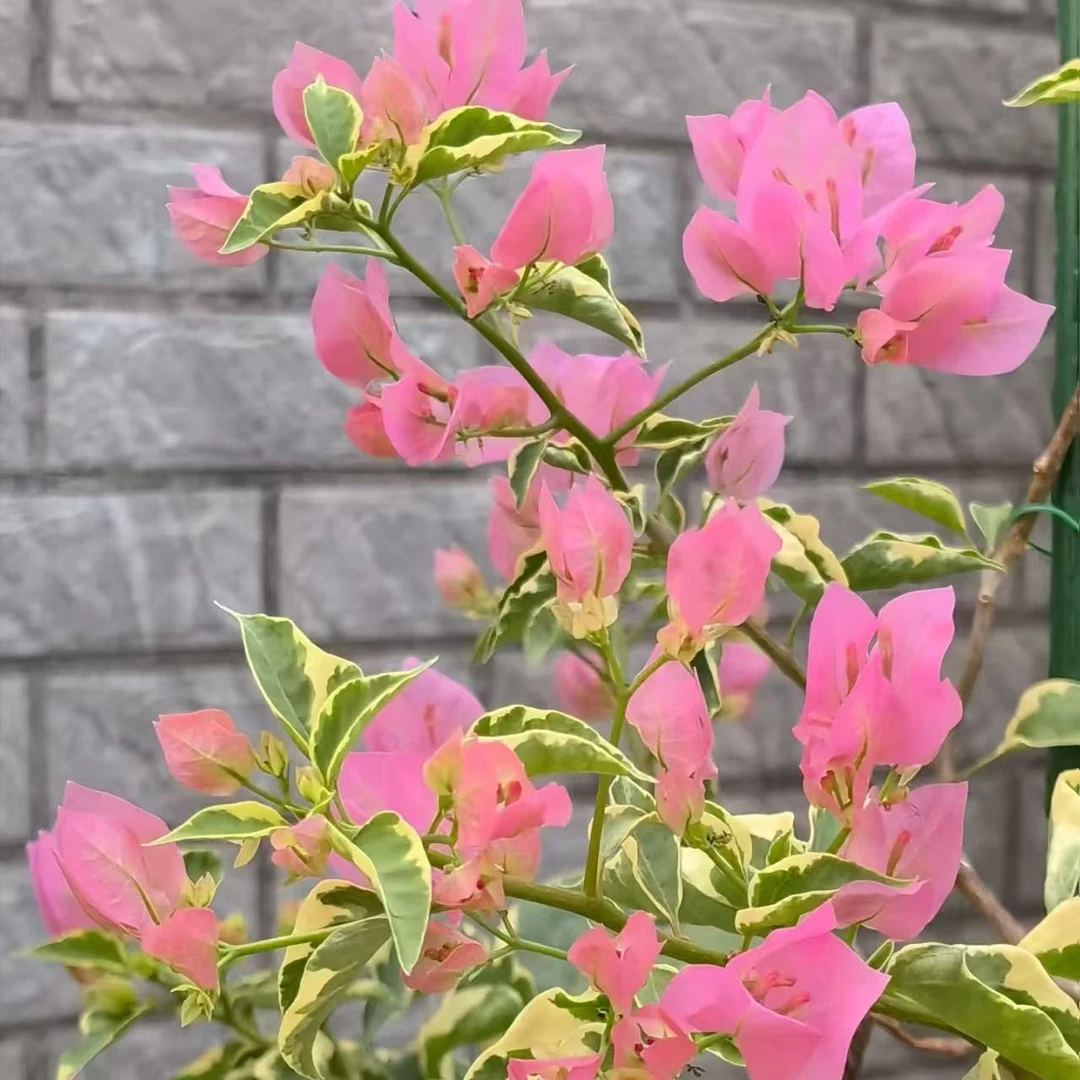 【金边蜡染粉】三角梅阳台庭院好养护四季开花花卉盆栽