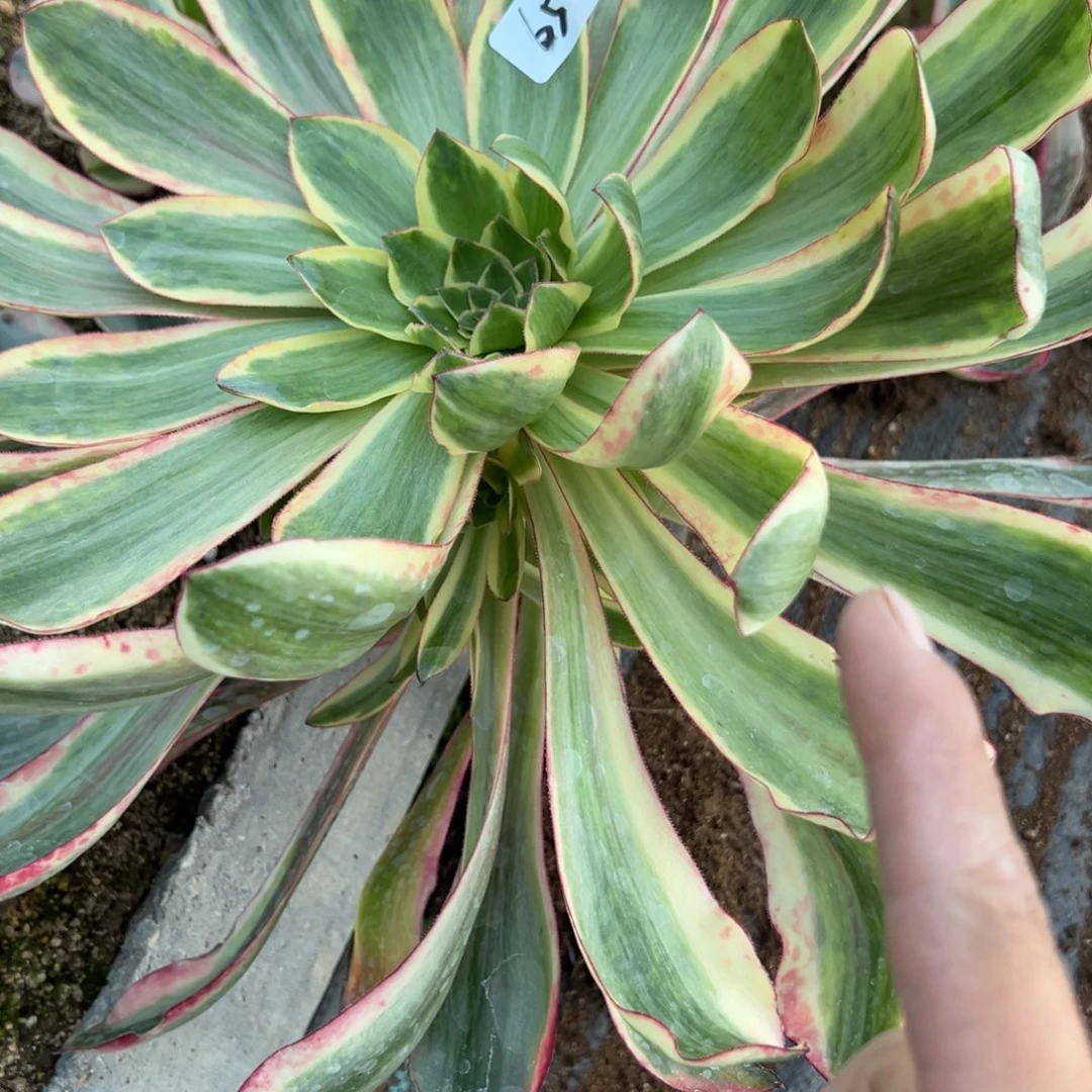 唯*爱65红魔女多肉多肉植物