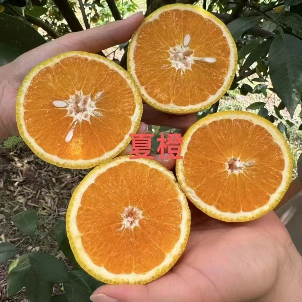 秭归鸟夏橙现摘新鲜薄皮多汁应季当季时令水果脐橙摆摊榨汁橙子