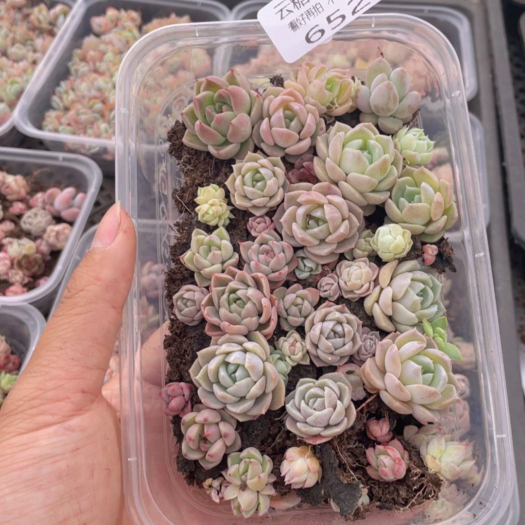 云糖心多肉植物652