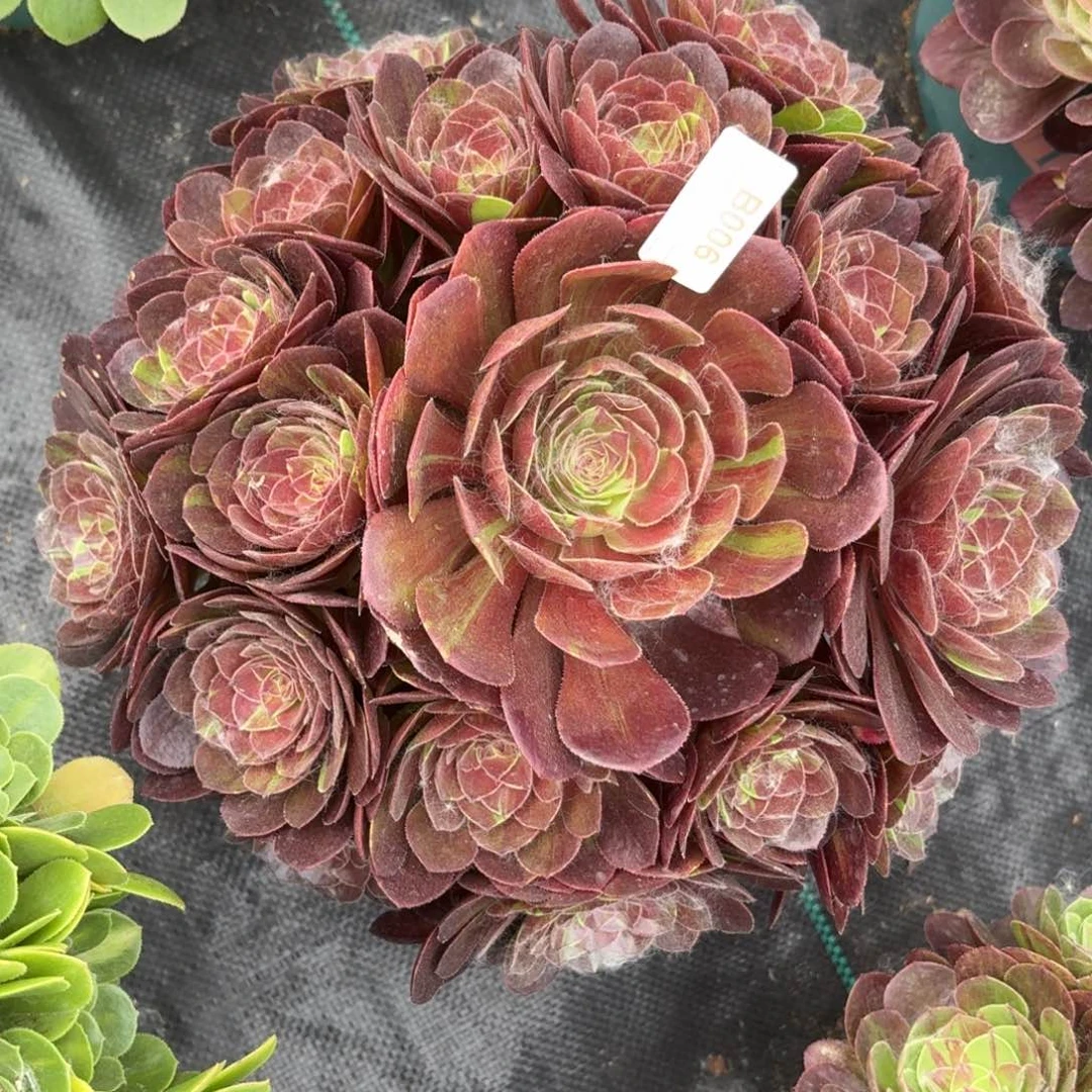 006花月夜多肉植物