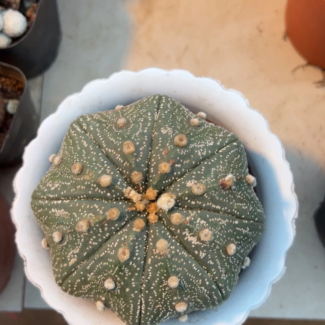 星兜随机一颗。