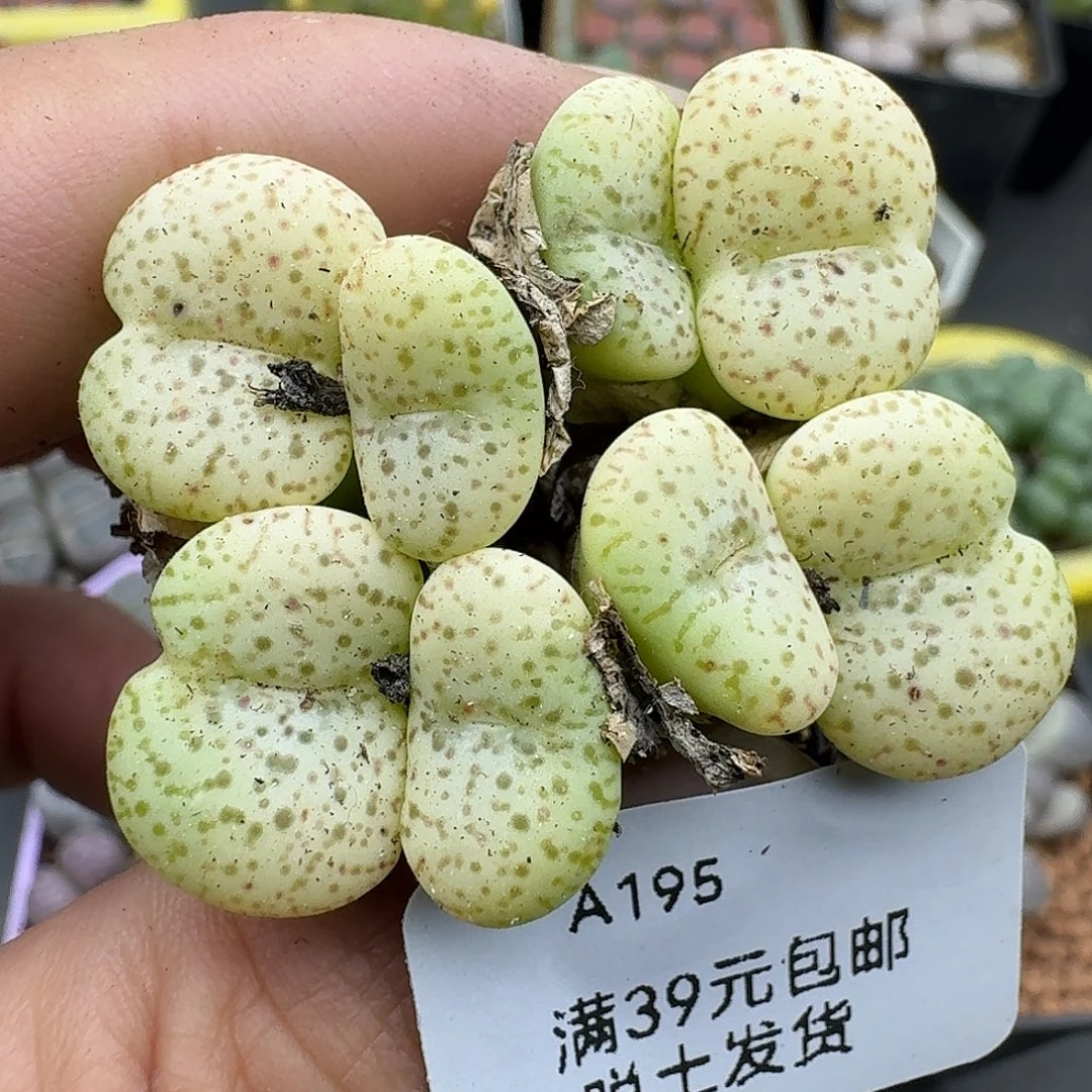 195多肉哈哈哈哈哈哈哈哈