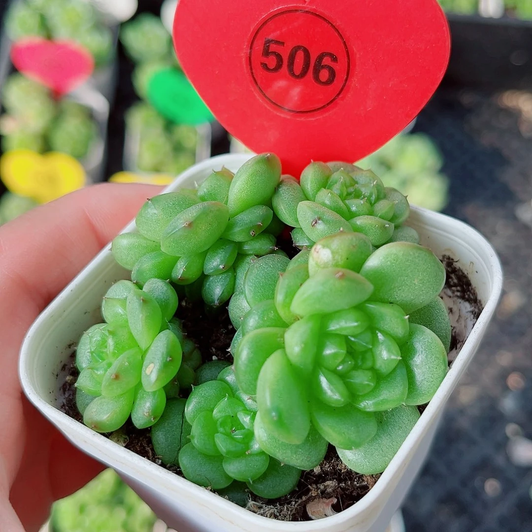 风靡园艺灯泡珍妮群