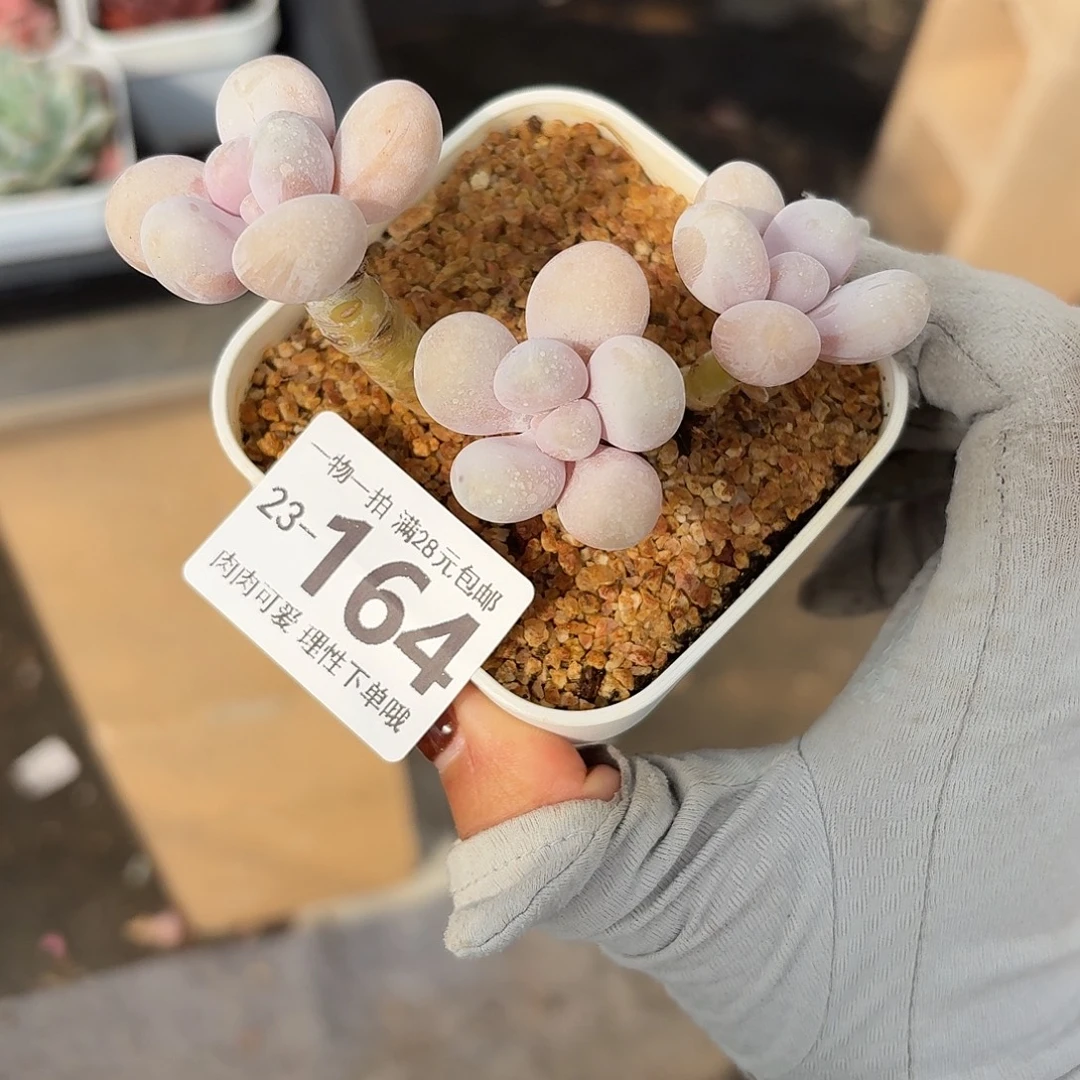 奶酪无盆土发货无