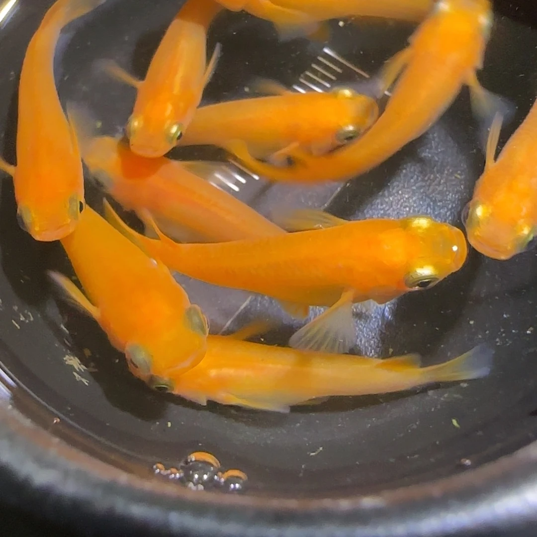 青鳉鱼观背青鱂一物一拍103