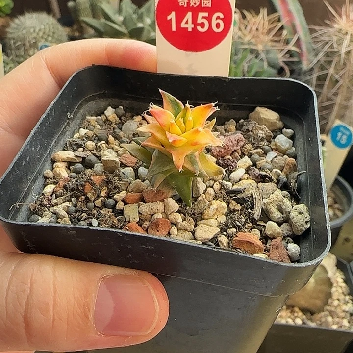 实生帝冠锦2.5cm一棵
