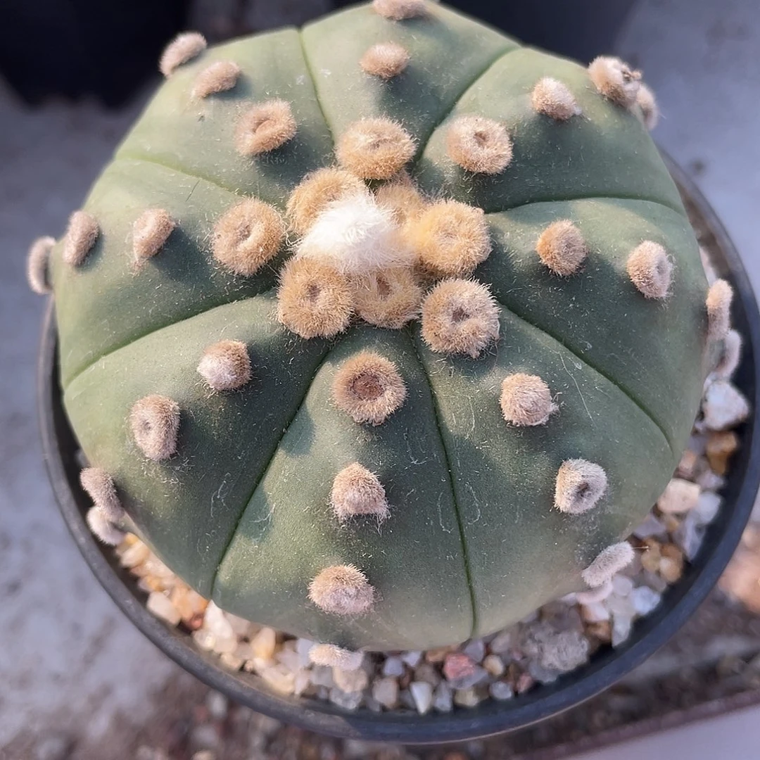 北***顺仙人球实生琉璃大尤兜