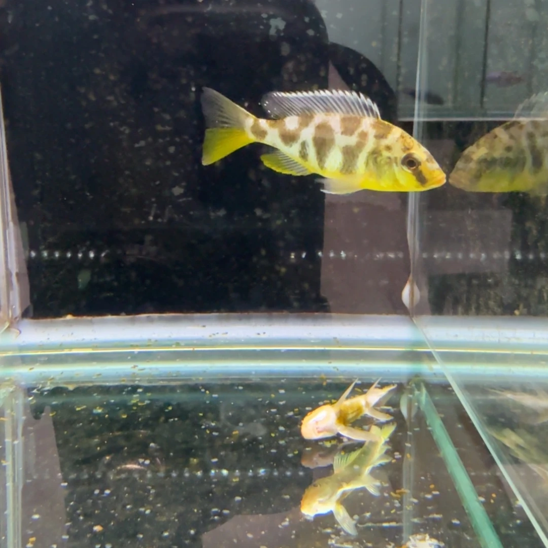 霓虹灯鱼1246维纳斯。