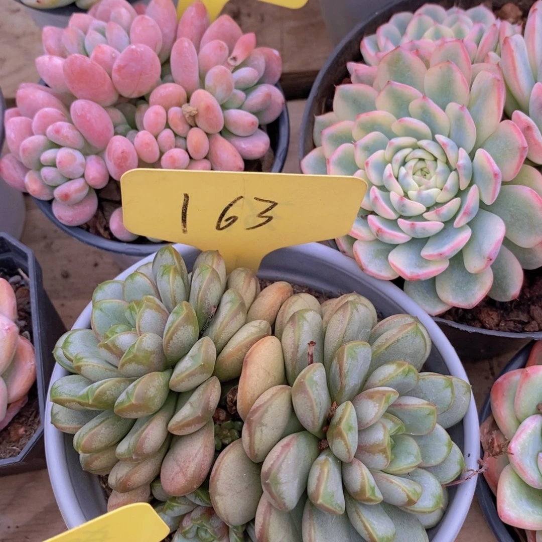 清货专场，仅限今天