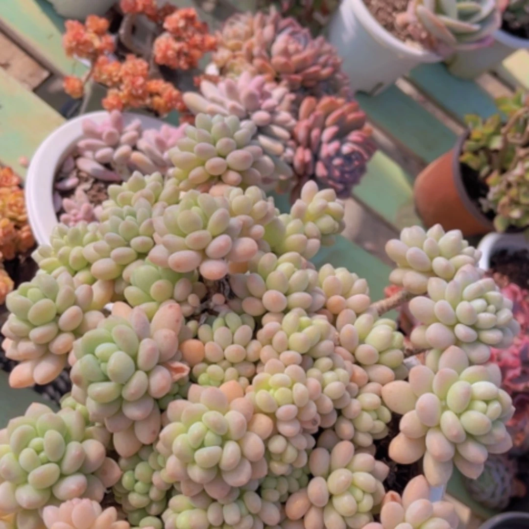 【闪购商品】洛可可02202