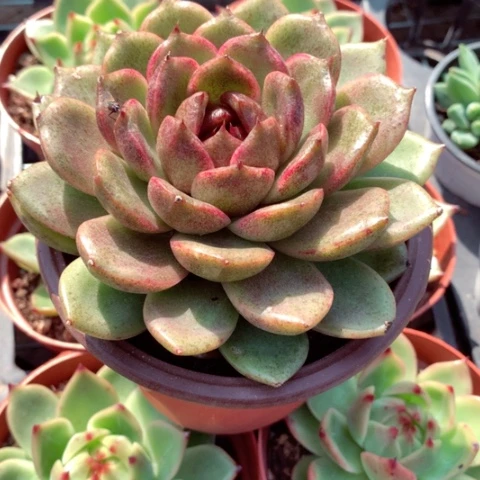 黑水晶。