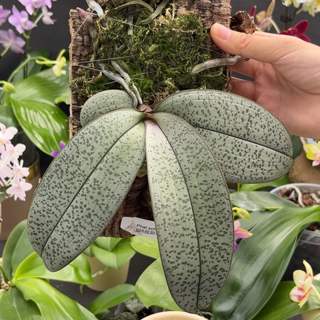 无花朵板值925超银西